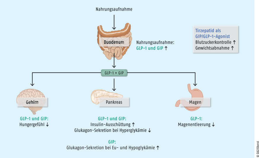Abb.3: Wirkmechanismus Die körpereigenen Hormone Glukagon-ähnliches Peptid 1